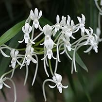 Amazon.co.jp: フウラン（2条植え）2.5～3号ポット[風蘭] : DIY・工具